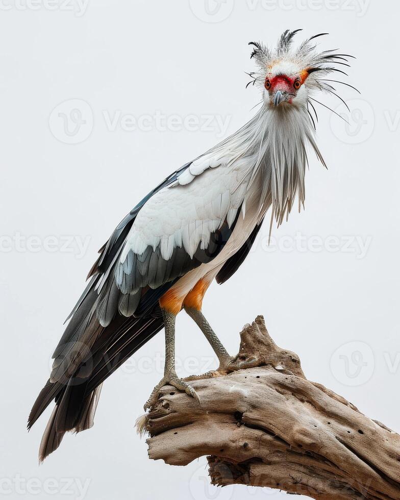 Scretary Bird Eagle bird standing on the rooted in studio isolated on white background photo