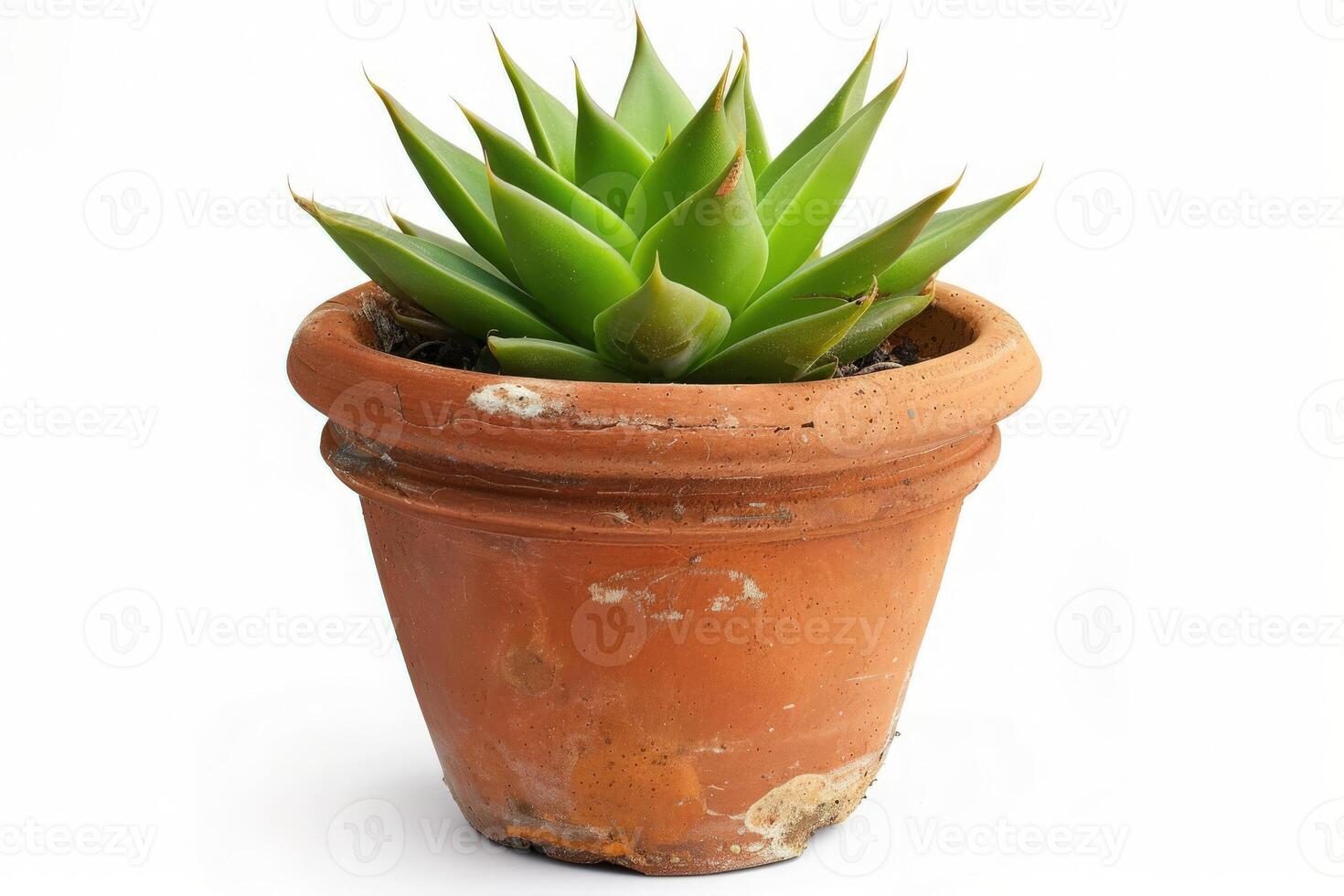 A vibrant succulent flourishes in a rustic terracotta pot, showcasing its stunning green leaves against a simple background. photo