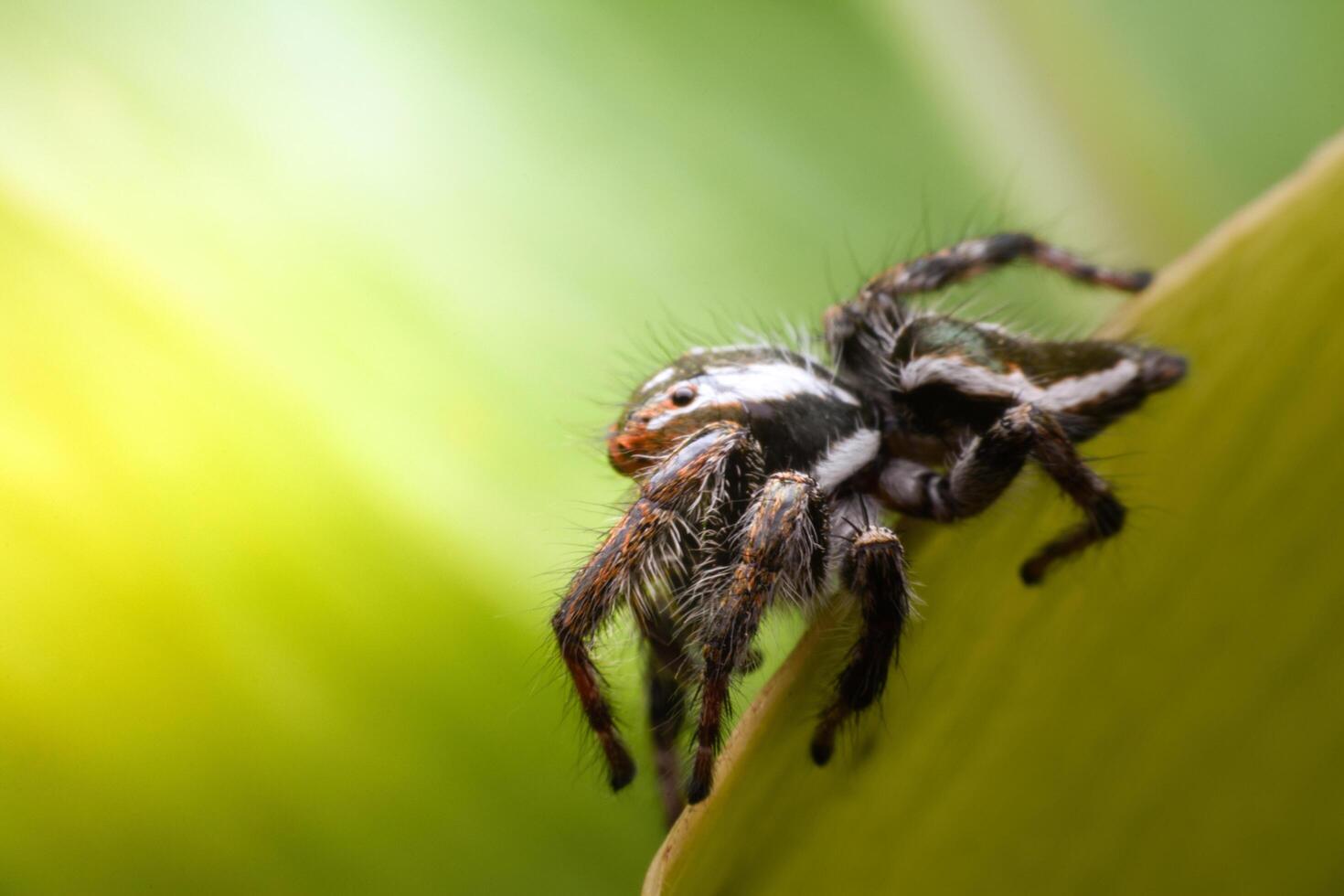 Spiders jumping on leaves. Captured with a close-up macro, the details of the little spider are displayed. photo