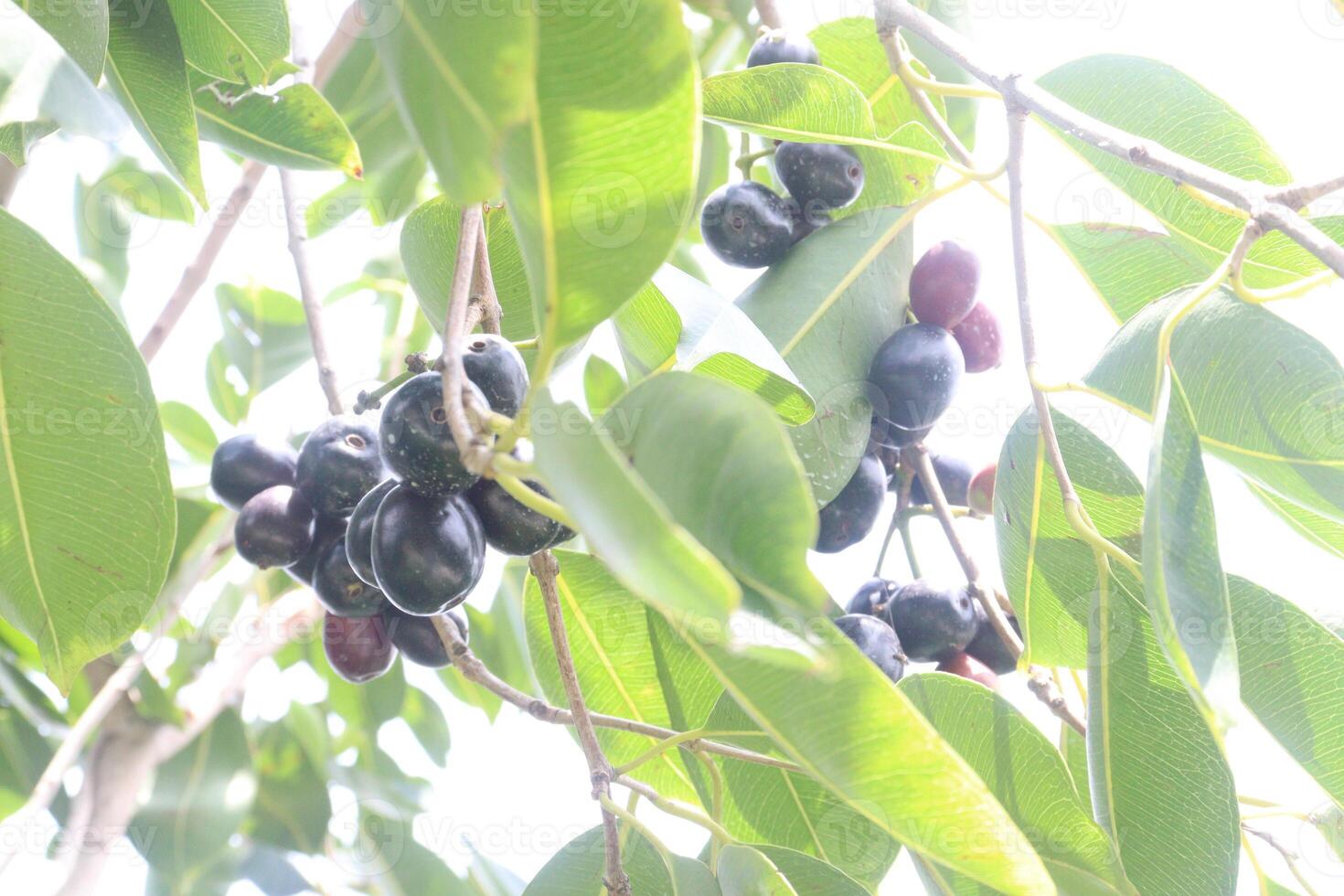 Java plum on tree in farm photo