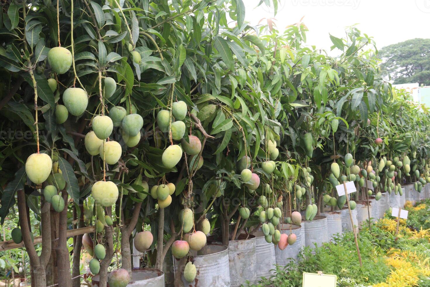 mango on tree in farm for sell photo