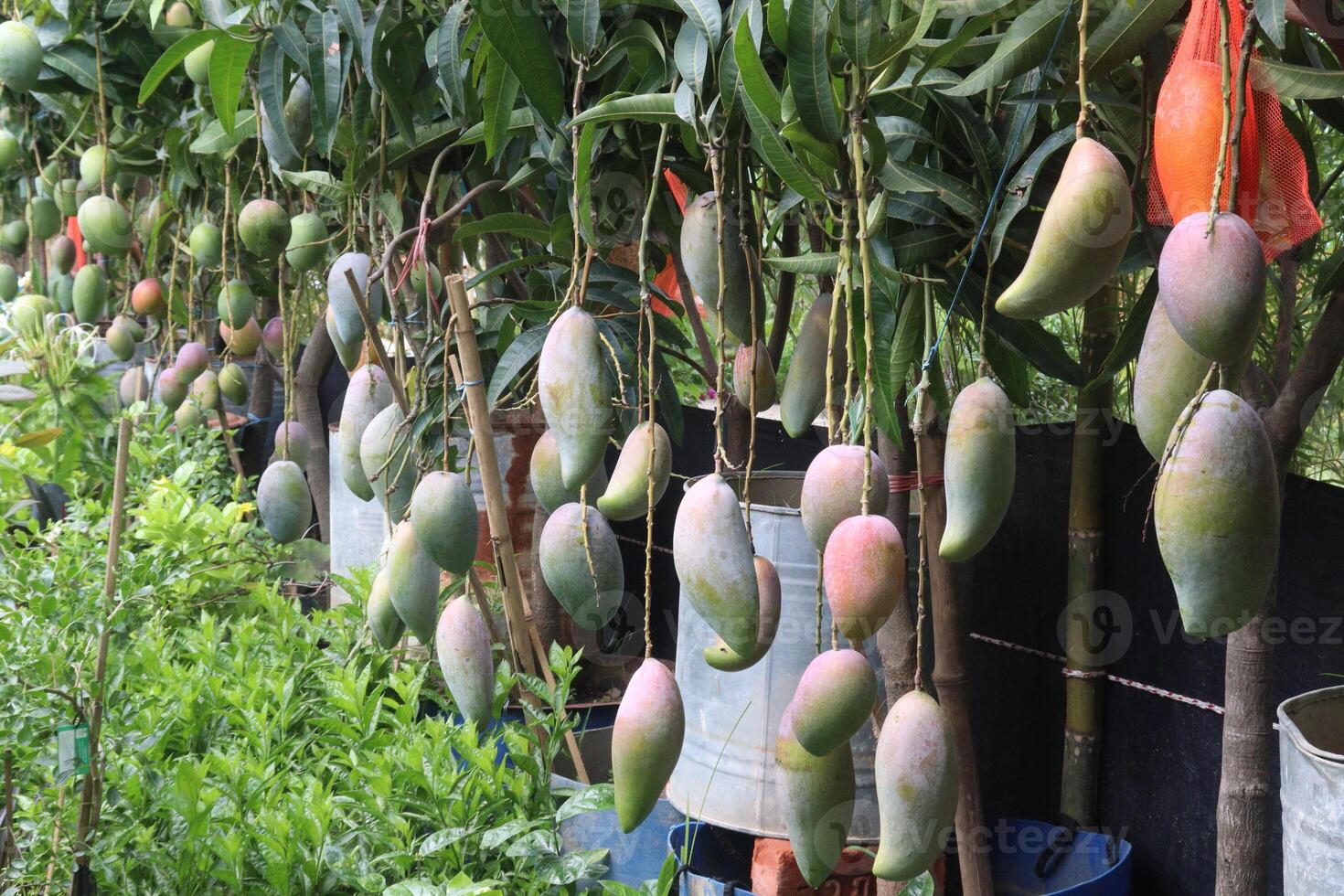 mango on tree in farm photo