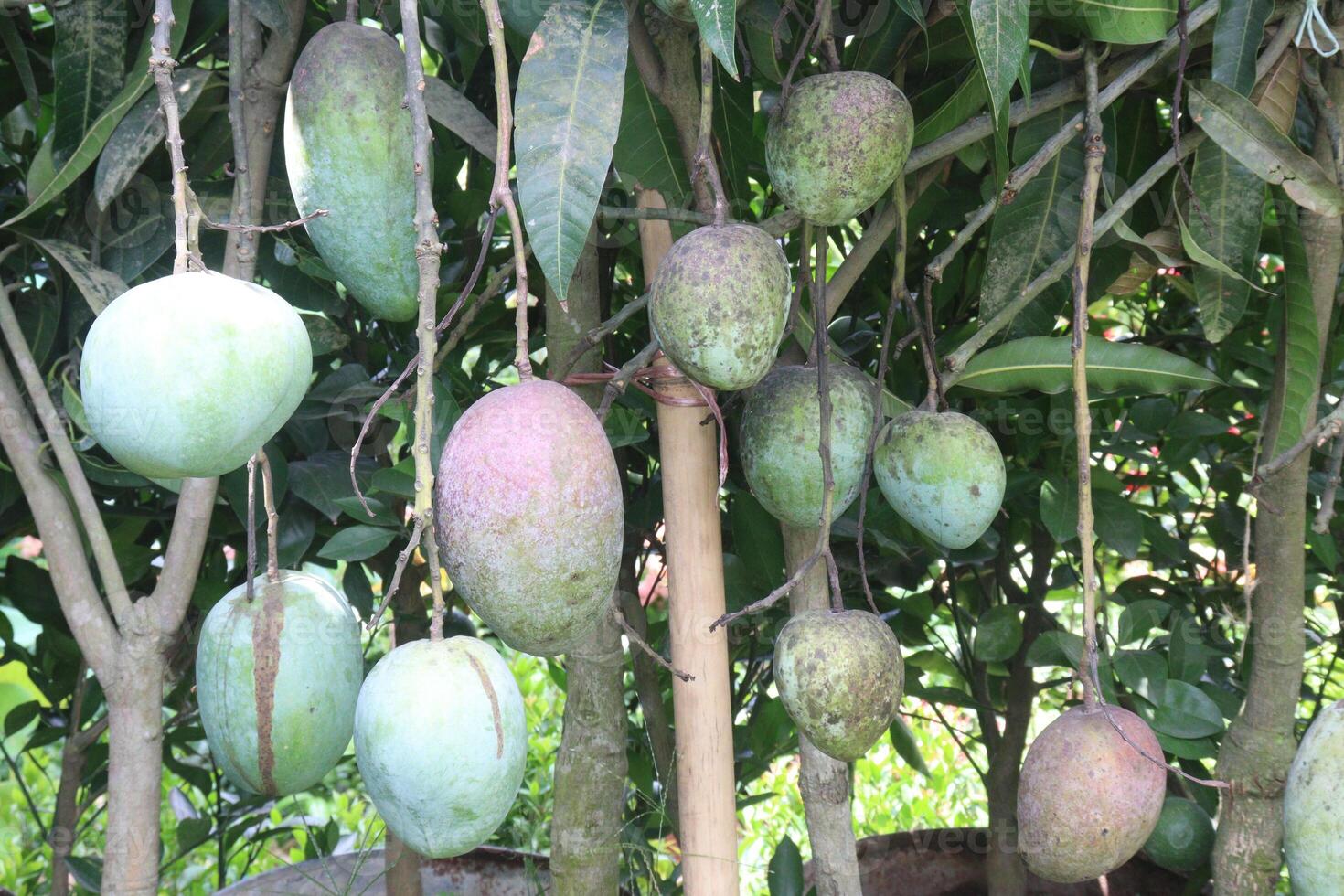 mango on tree in farm for sell photo