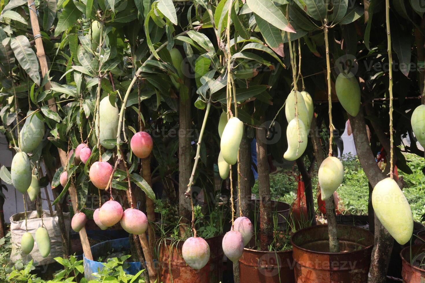 mango on tree in farm photo