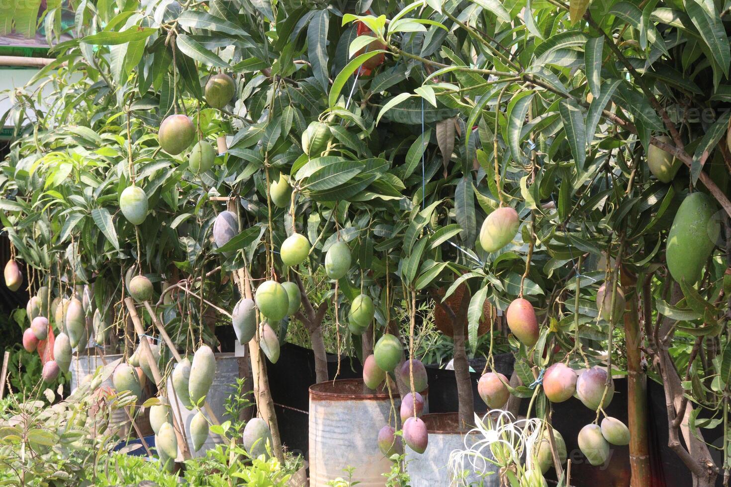 mango on tree in farm photo