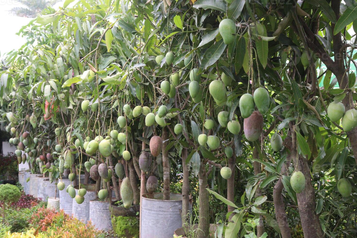 mango on tree in farm for sell photo
