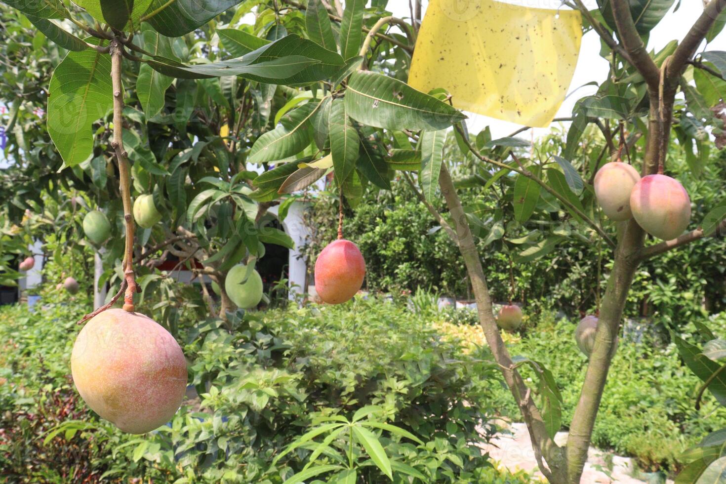 mango on tree in farm photo