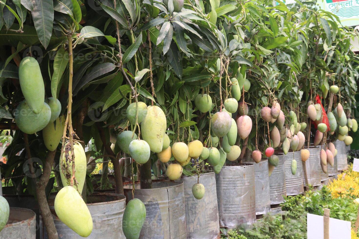 mango on tree in farm for sell photo