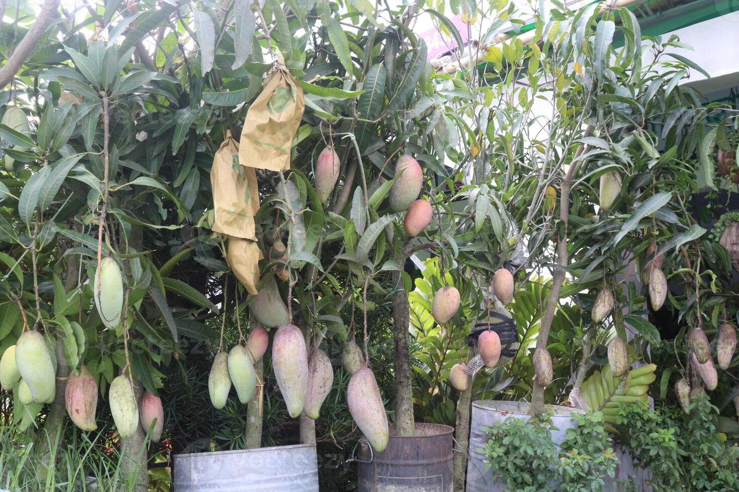 mango on tree in farm photo