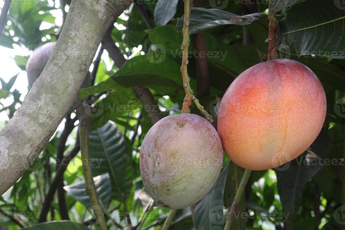 mango on tree in farm for sell photo