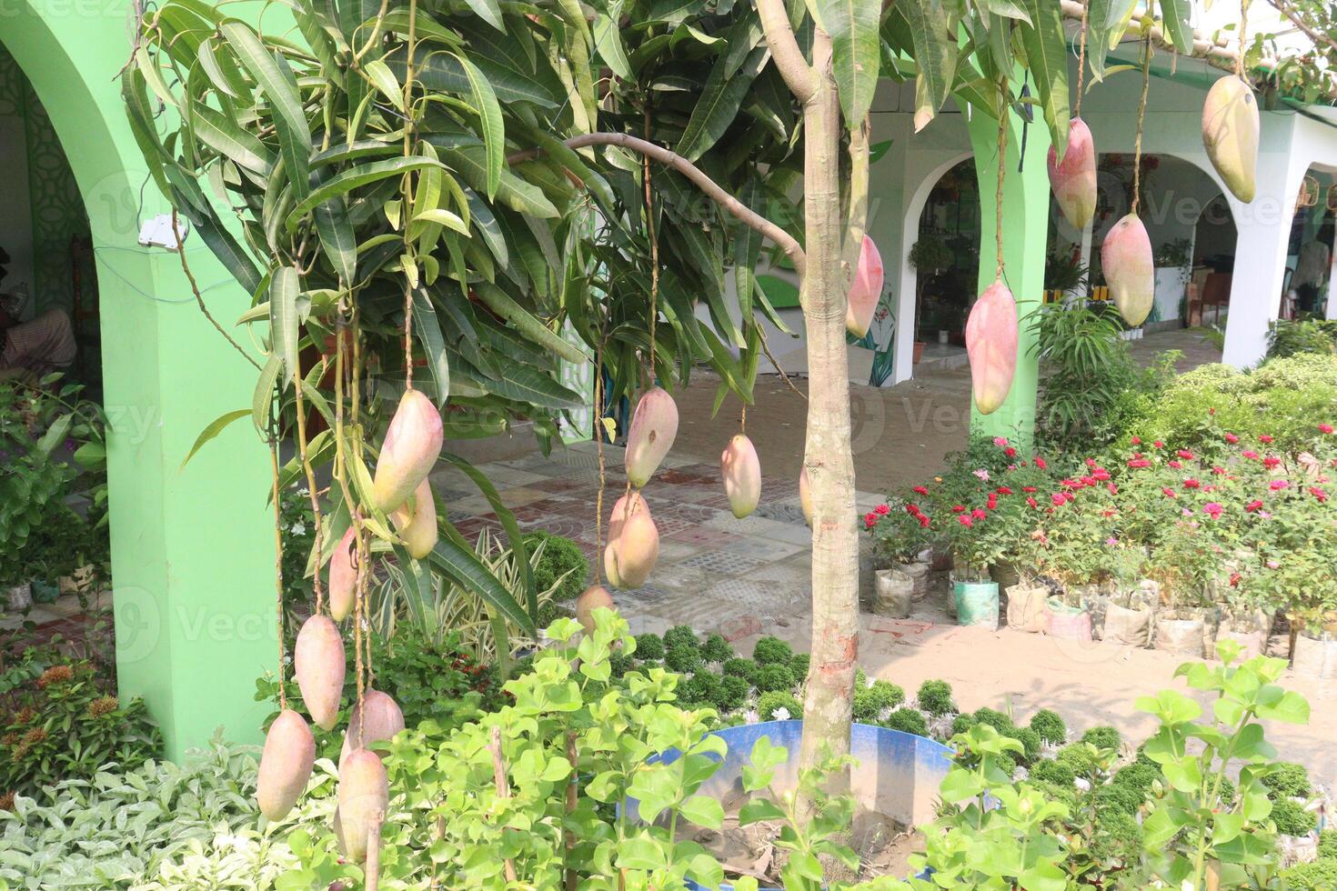 mango on tree in farm for sell photo