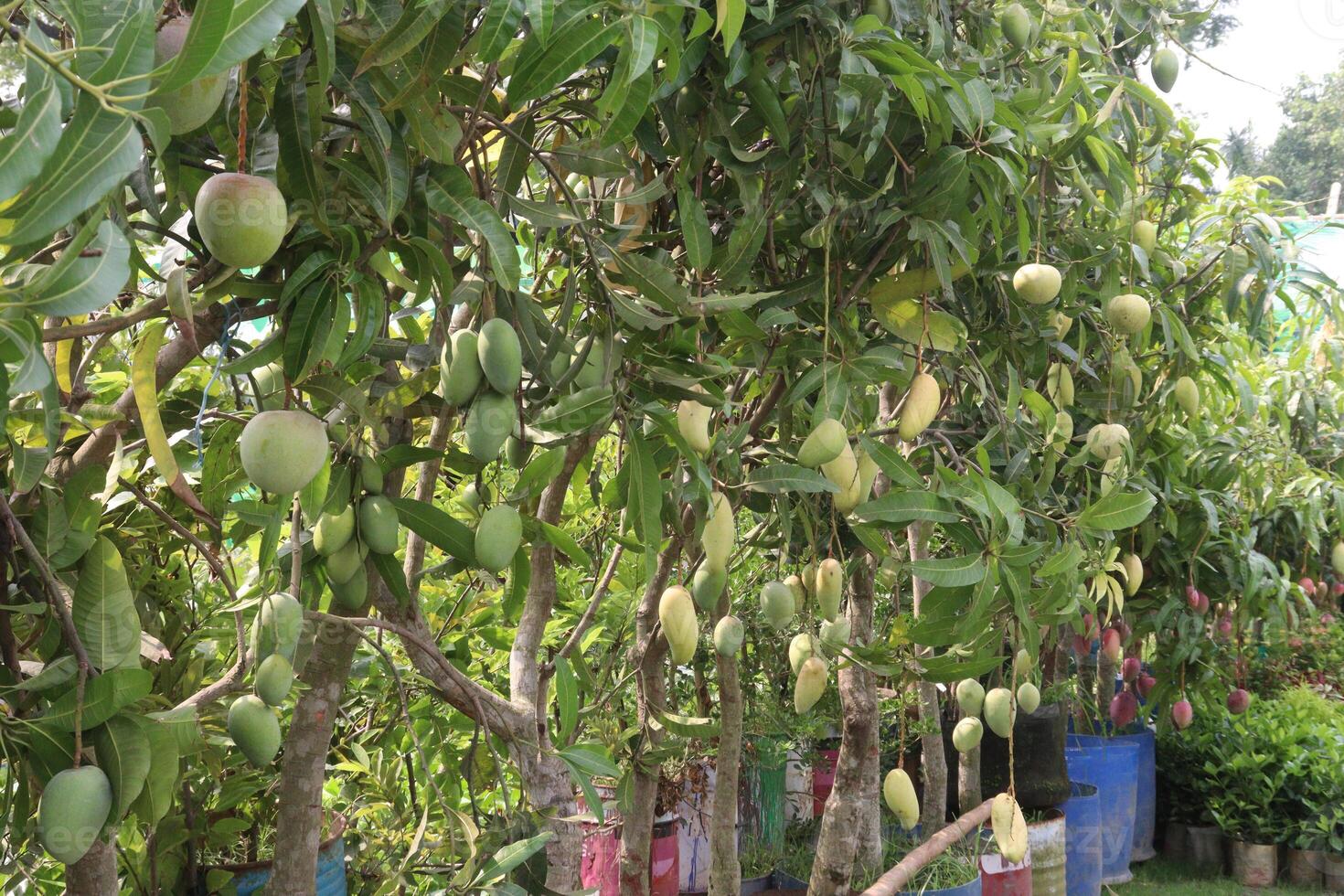 mango on tree in farm for sell photo