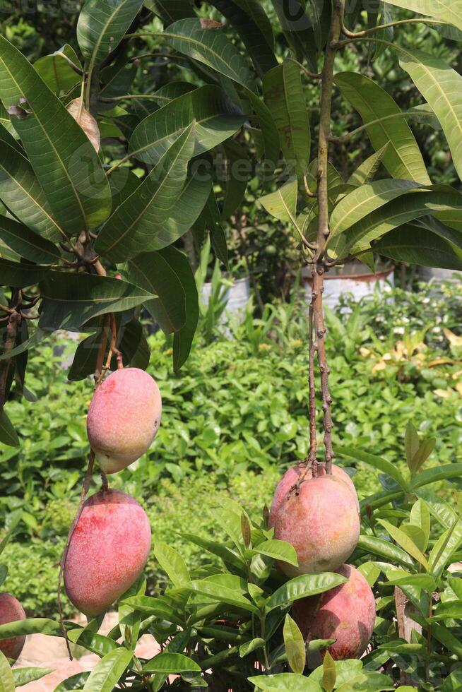 mango on tree in farm photo