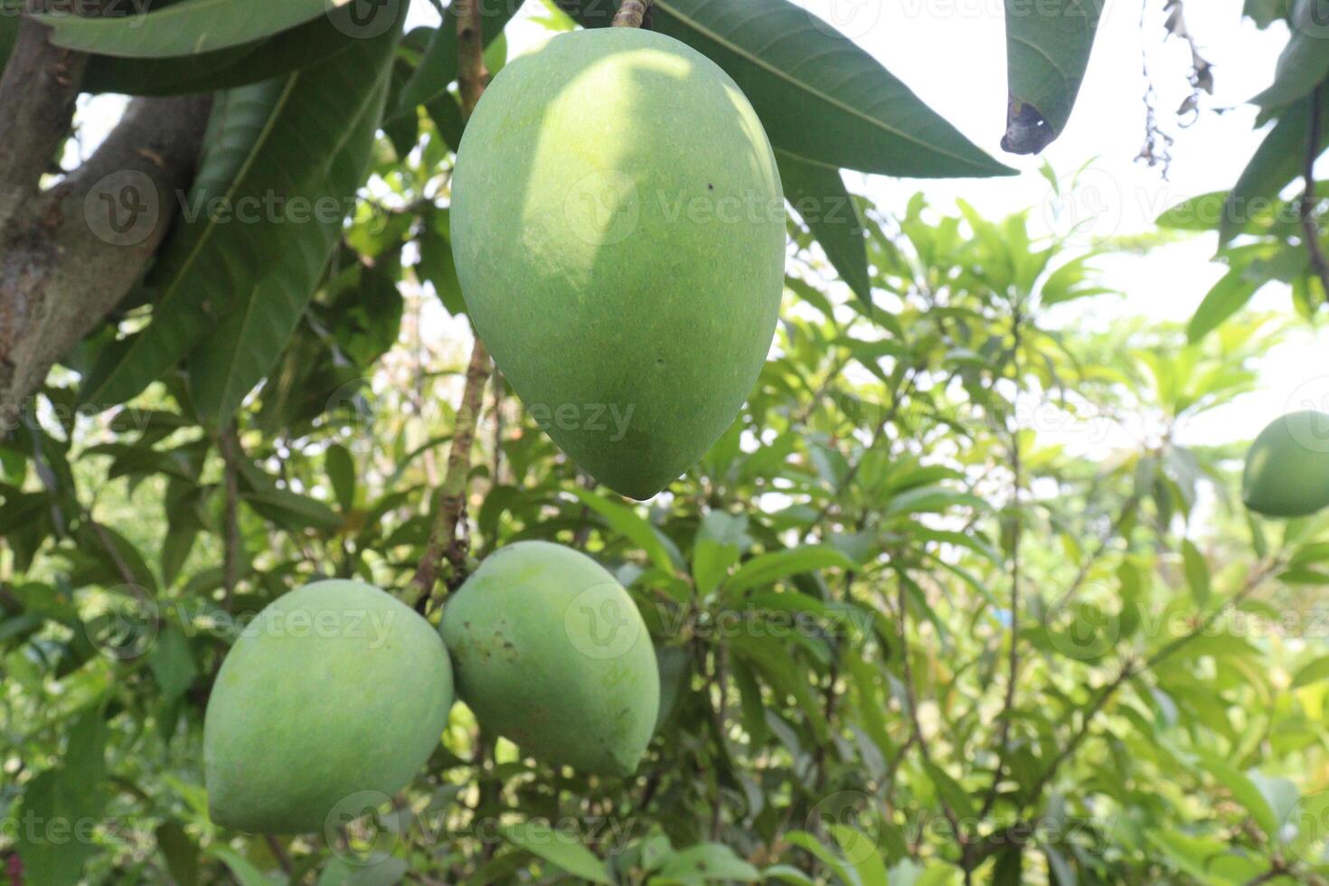 mango on tree in farm for sell photo