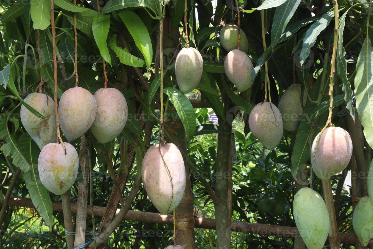 mango on tree in farm for sell photo