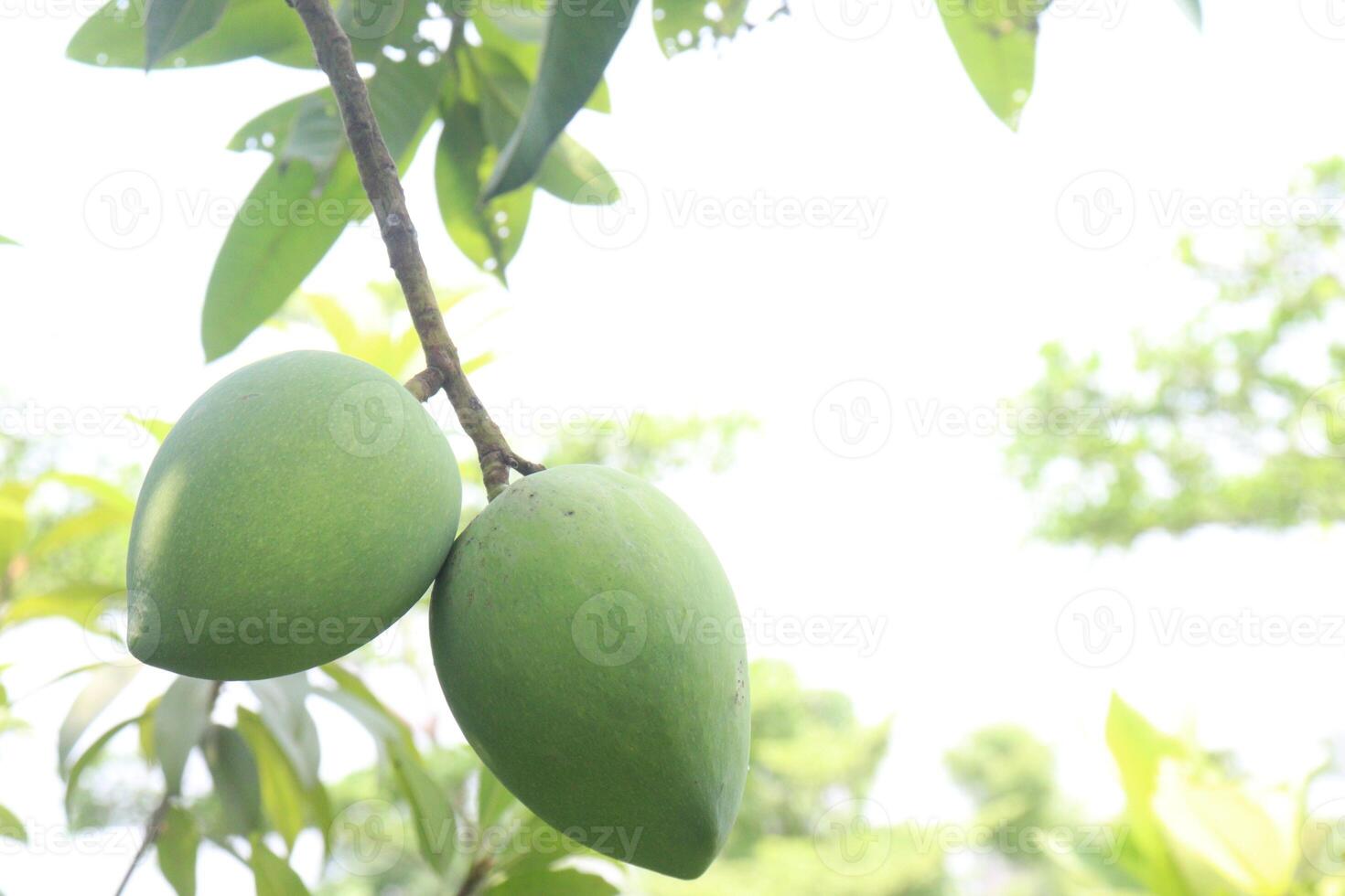mango on tree in farm for sell photo