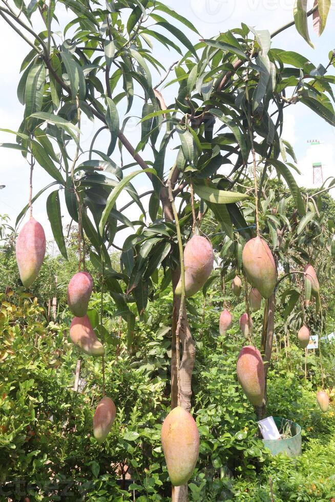 mango on tree in farm for sell photo