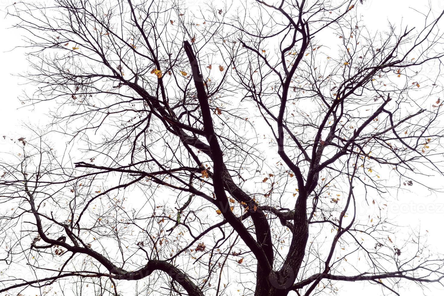 Yellow leaves of an old oak. Autumn background. photo