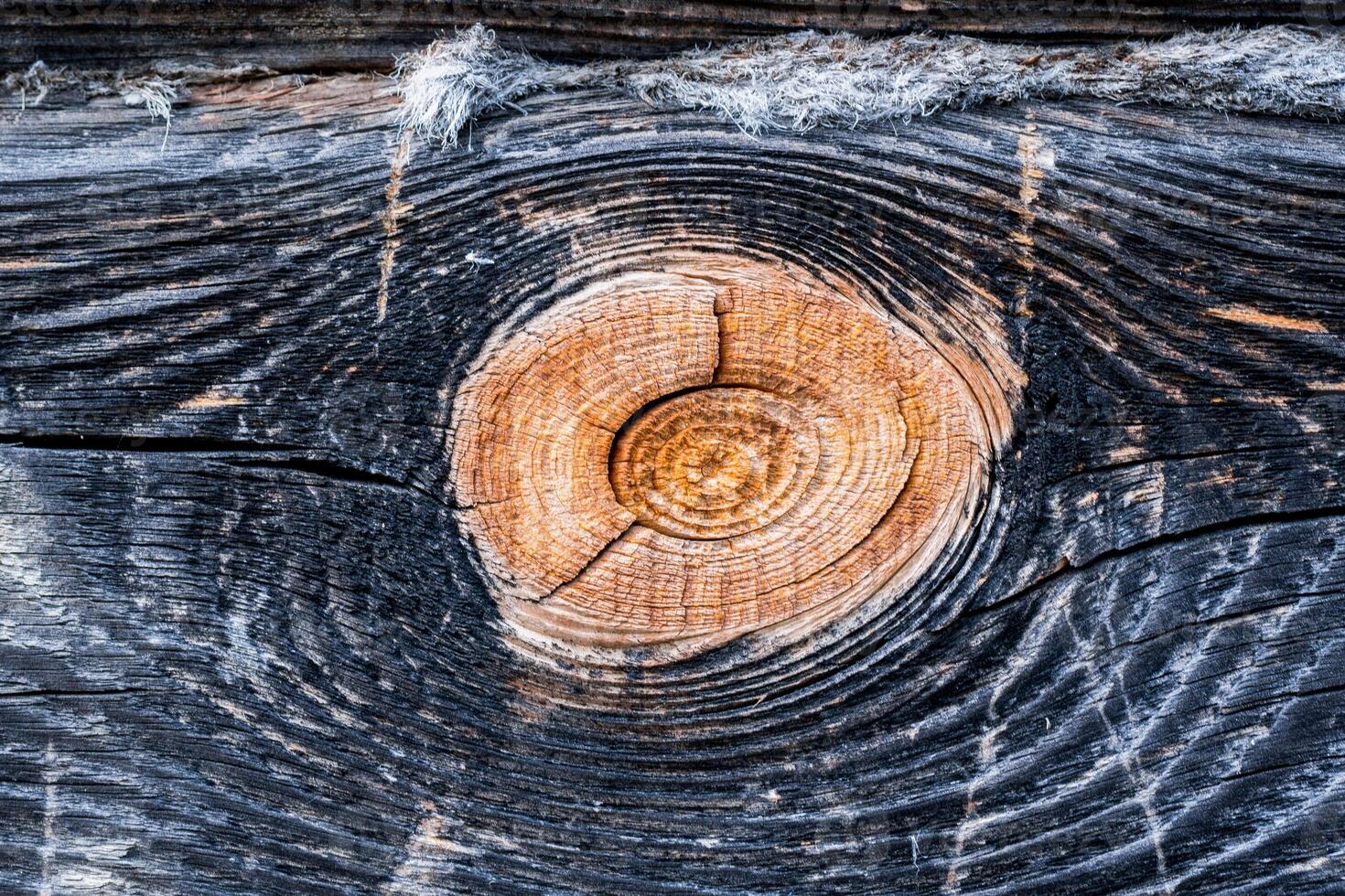 old tree texture with a bitch. photo