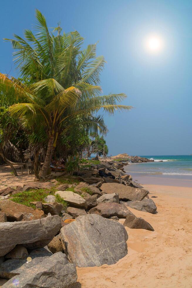 Stones and palm trees on a sandy beach. photo