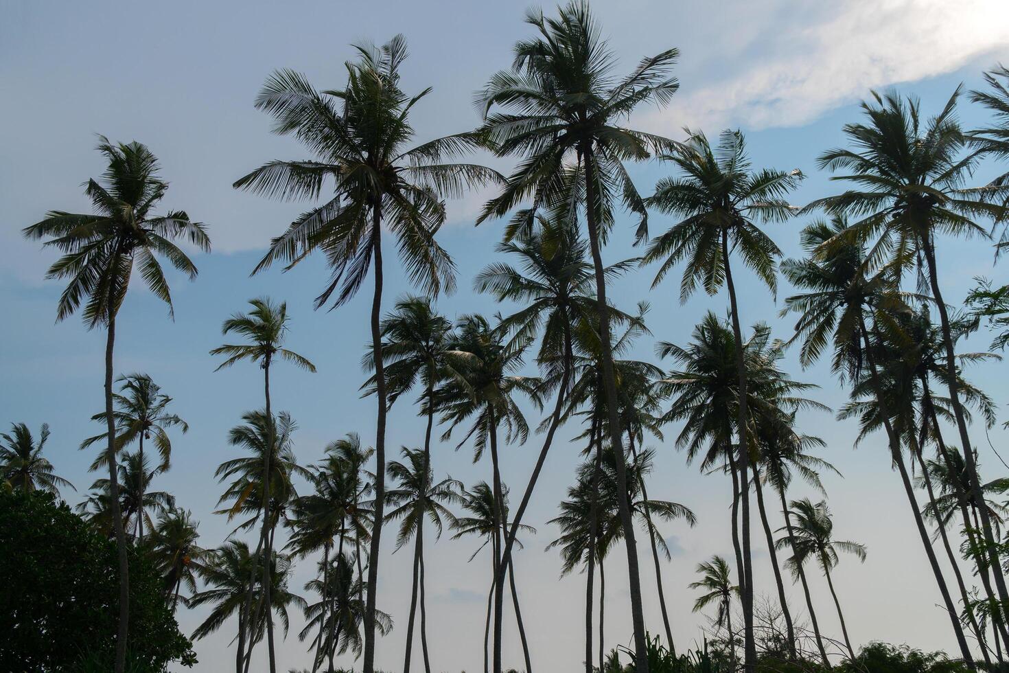 High palm trees against the blue sky. photo