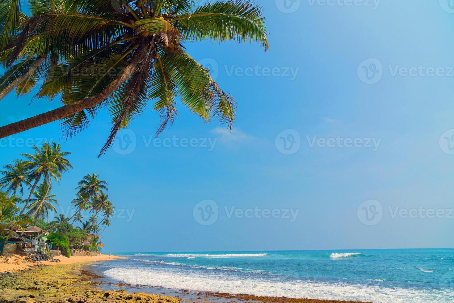 Palm trees on the shore of the Indian Ocean on the beach in Hikkaduwa, Sri Lanka. photo