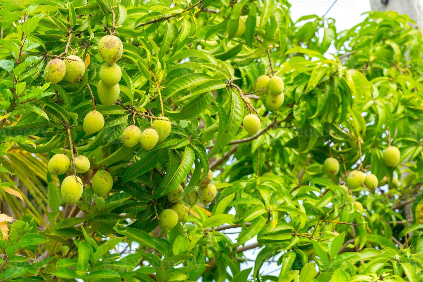 Green mango fruits on the branches of mango tree. photo