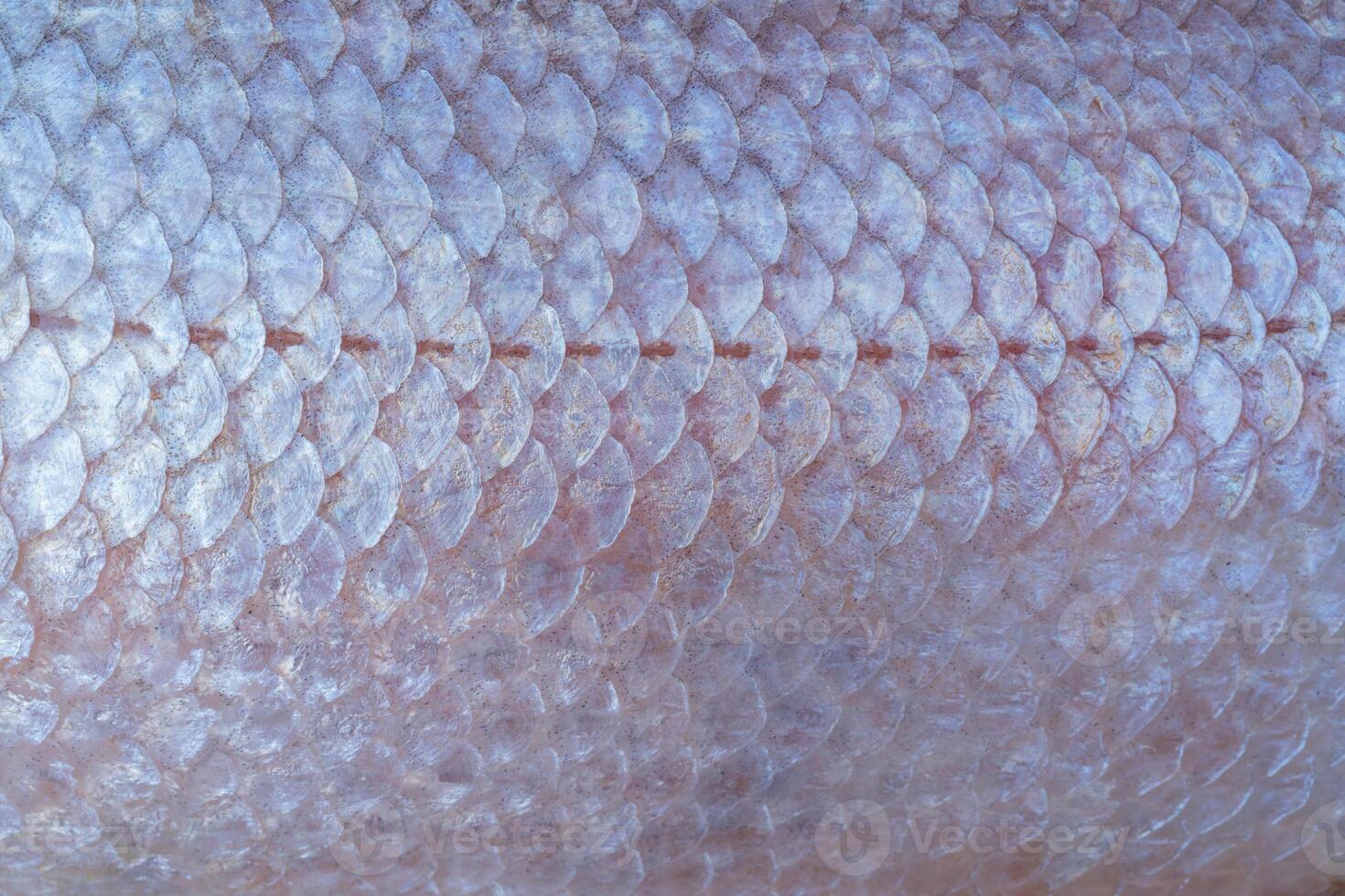 Large fish scales. Natural texture. Symmetrical pattern of scales. photo