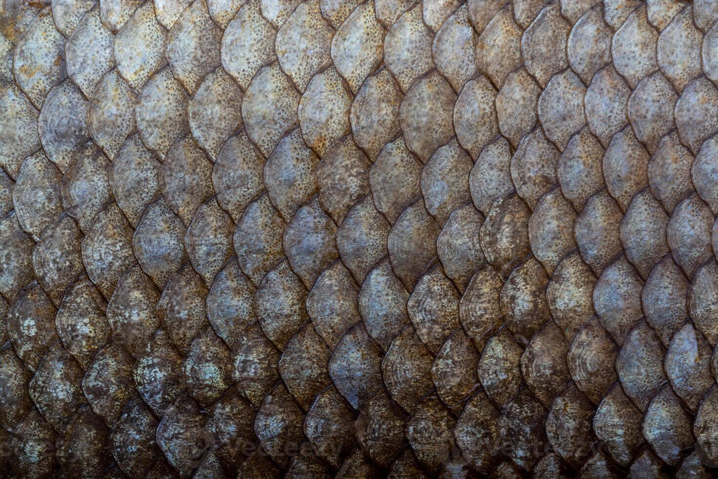 Large fish scales. Natural texture. Symmetrical pattern of scales. photo