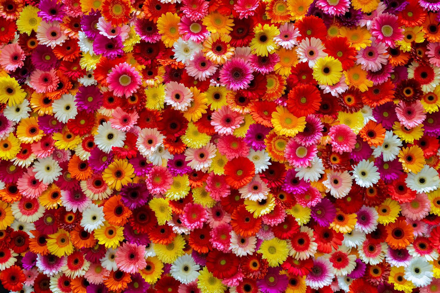 Red, pink, yellow and white asters. Floral background. photo