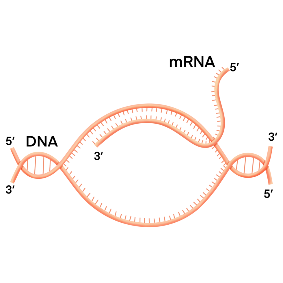 Transcription. DNA directed synthesis of RNA Illustration. png