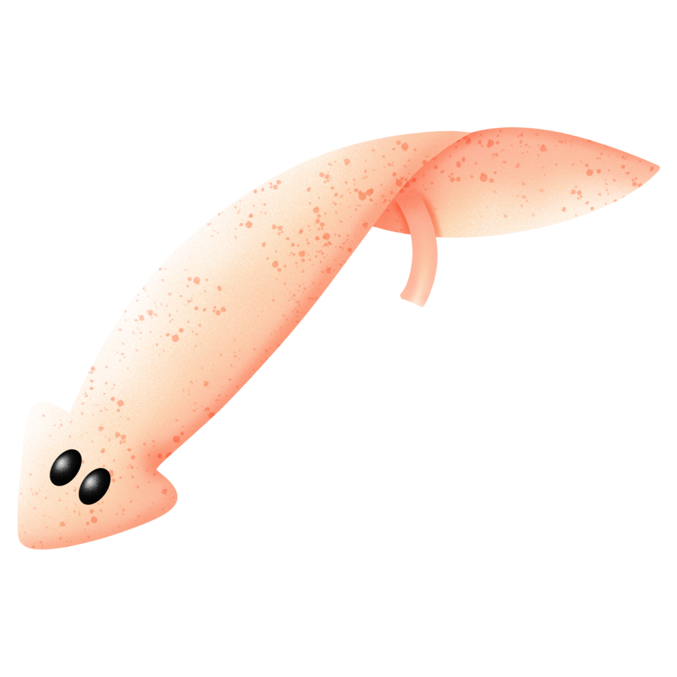 Planaria Illustration by hand drawn png