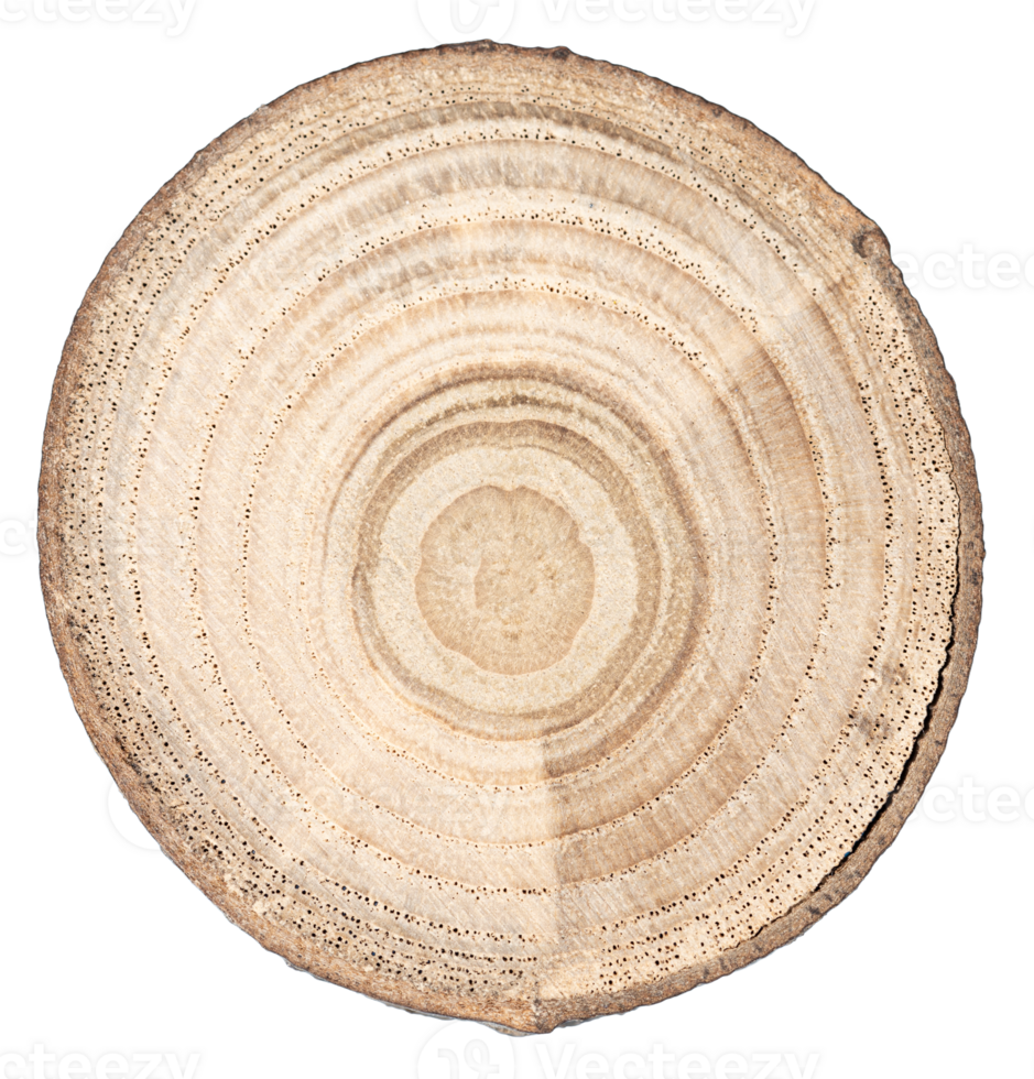 Wood slice cross section cut out png