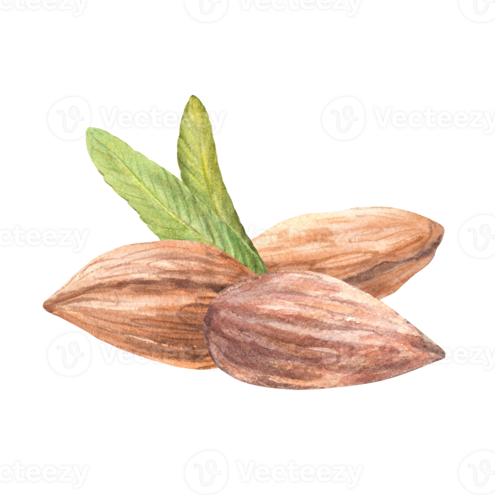Realistic almond nuts with leaves. Handful of peeled kernel. Watercolor hand painted illustration. Healthy vegan stone fruit Food composition on isolated background Organic snack, product label design png