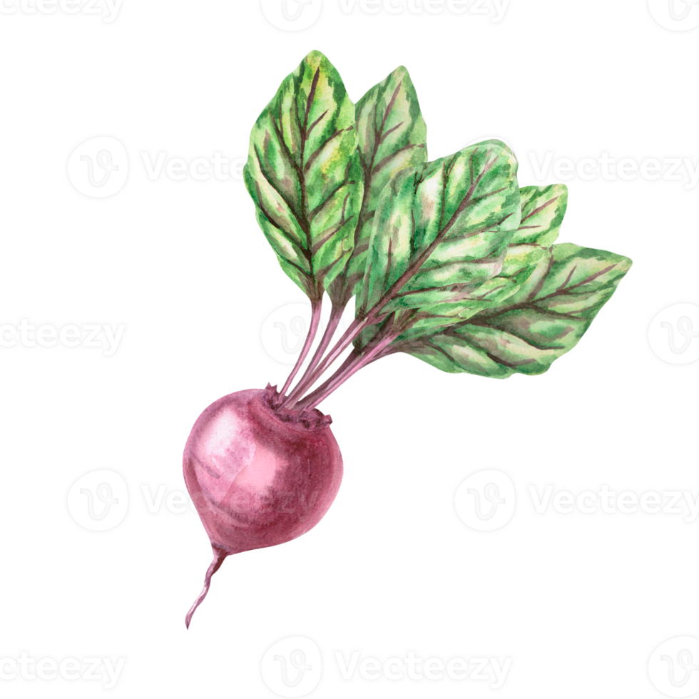 Illustration of beets with leaves in watercolor. Hand-drawn illustration on a harvest theme for agricultural fairs, , vegetable shops, cookbooks. Illustration isolated from background. png