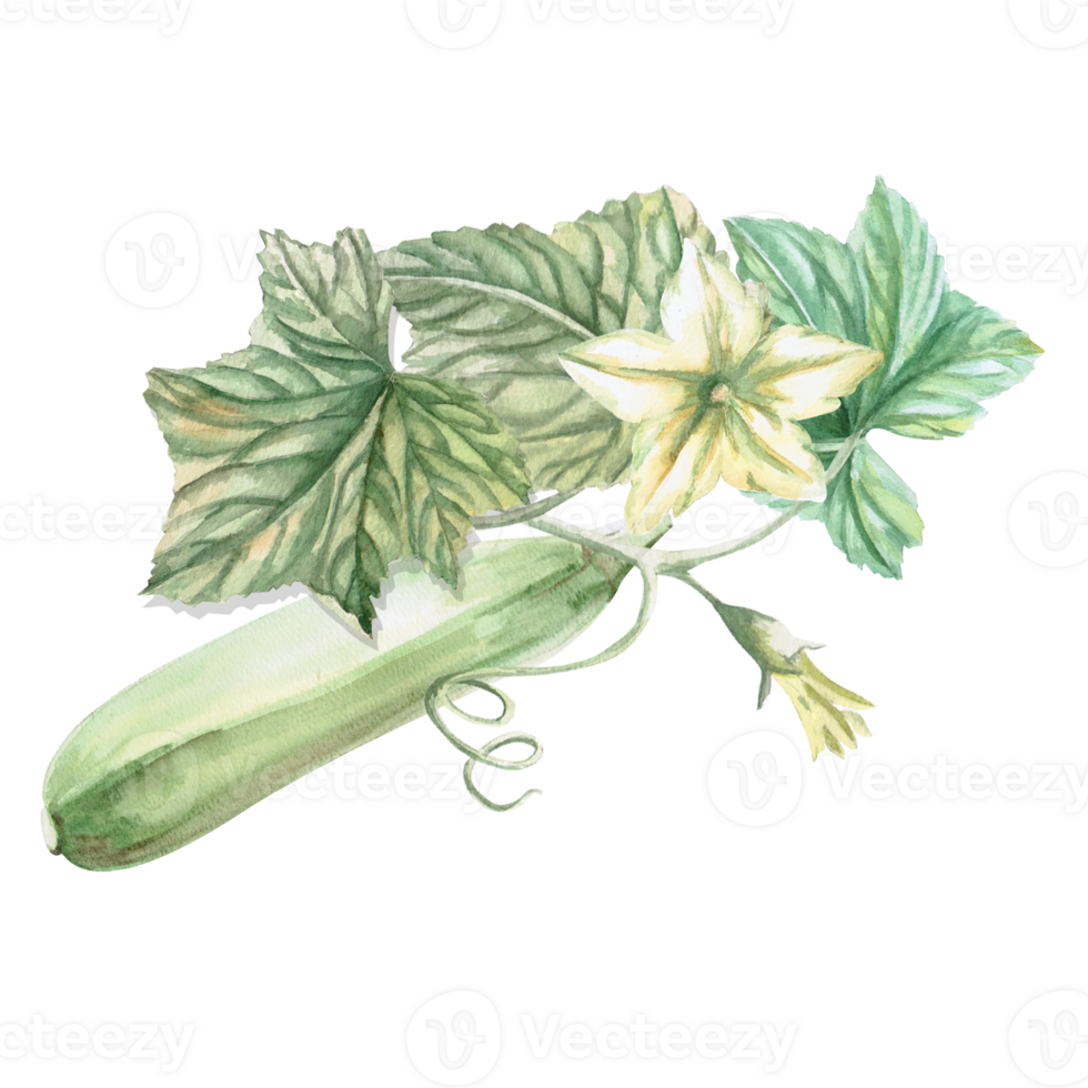 Zucchini with leaves and flowers. Hand-drawn illustration on the theme of harvest for agricultural fairs, harvest exhibitions, vegetable shops,cookery books. Illustration isolated from background. png