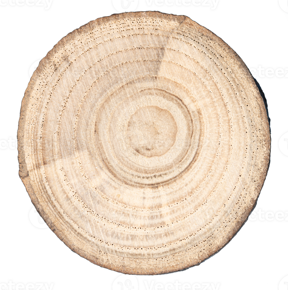 Wood slice cross section cut out png