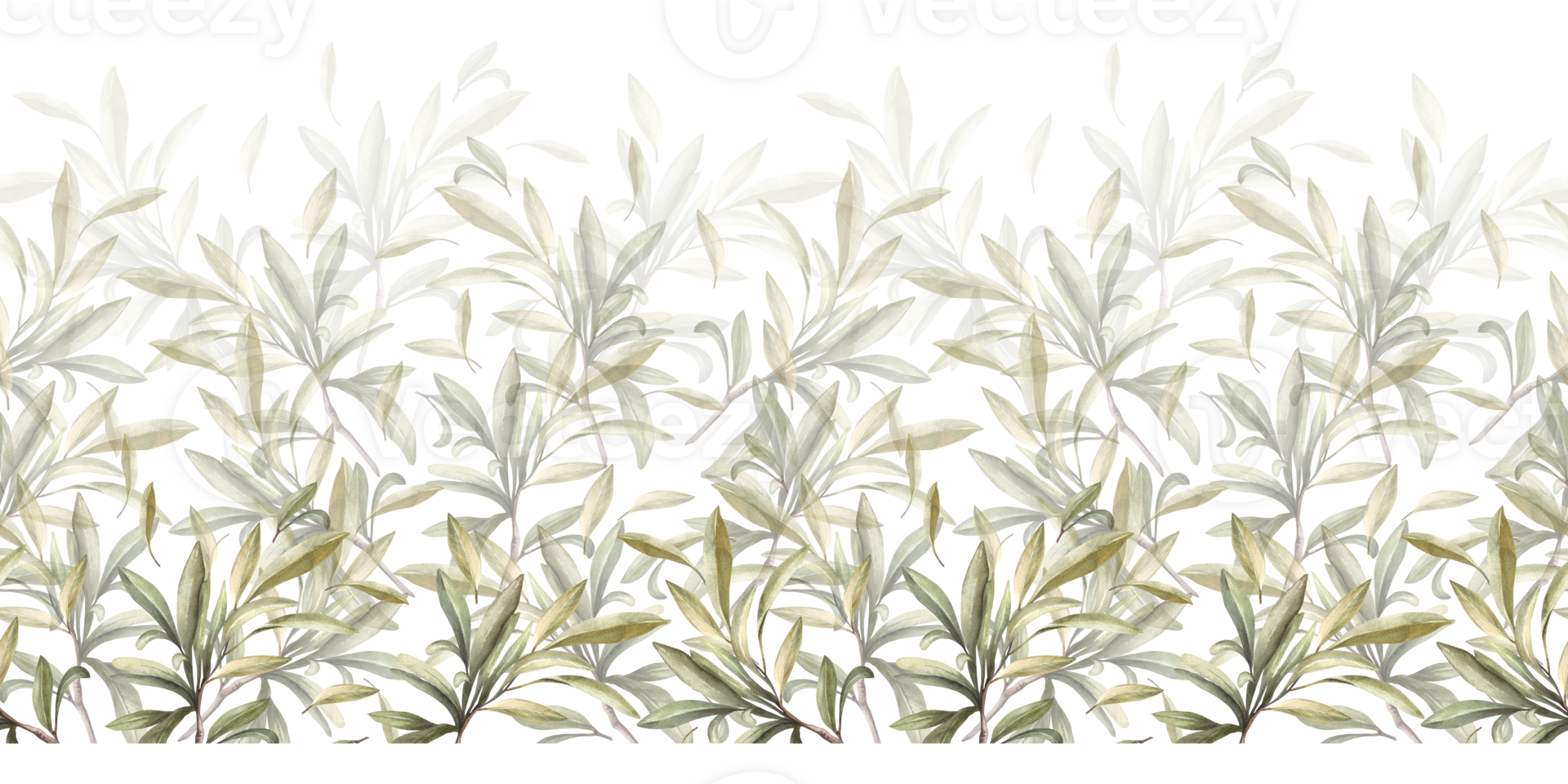 Olive tree branch, fruitless with green leaves. Watercolor botanical seamless border, pattern. Hand drawn nature leaf illustration for food oil label paper, wallpaper, fabric on isolated background png