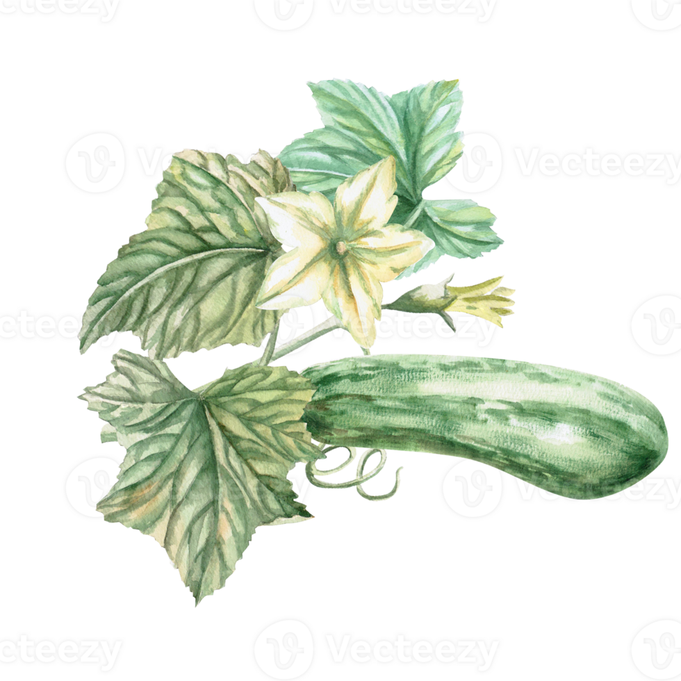 green zucchini with leaves and flowers. Hand-drawn illustration on the theme of harvest for agricultural fairs, harvest exhibitions, vegetable cookery books. Illustration isolated from background. png