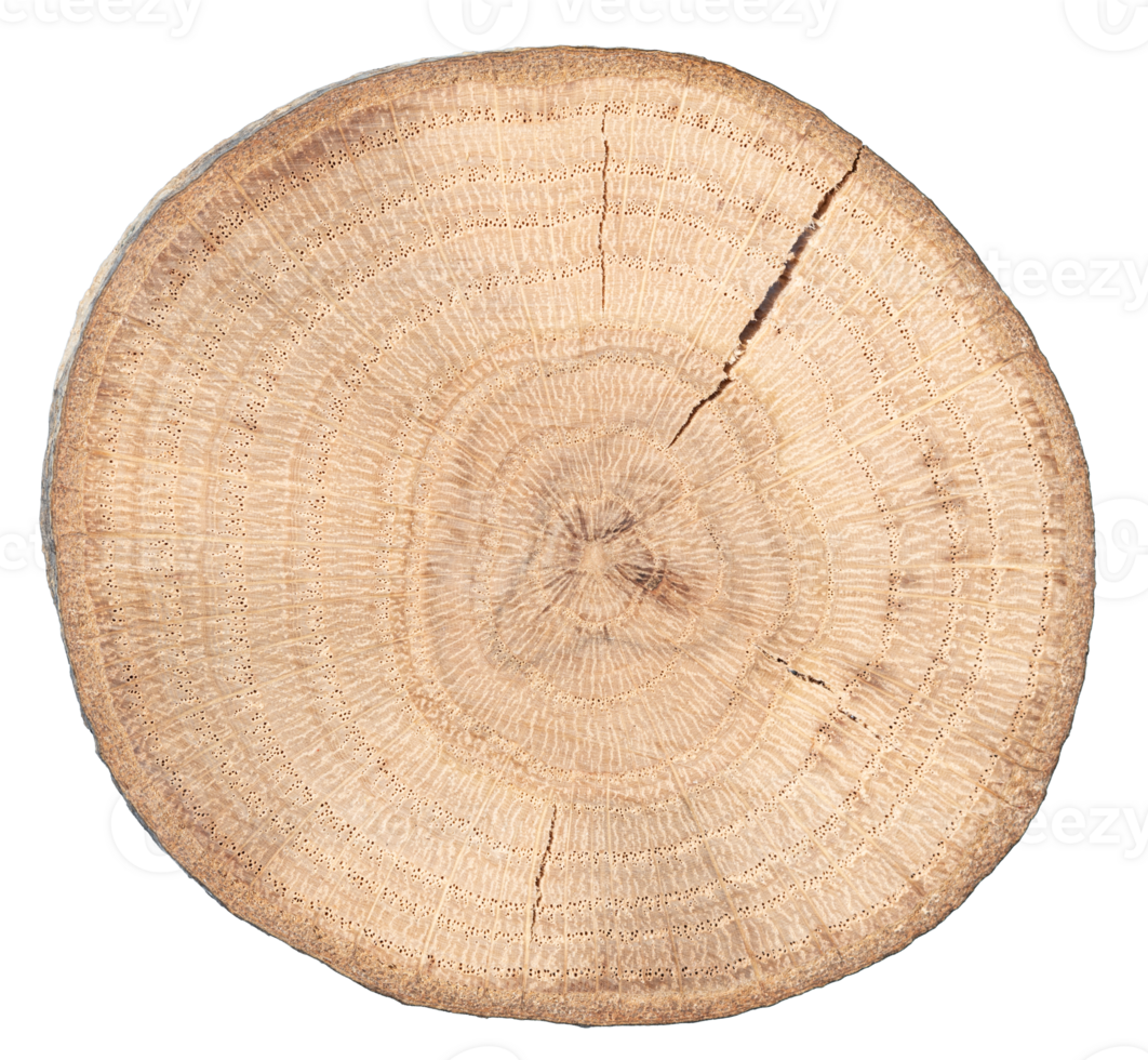 Wood slice cross section cut out png