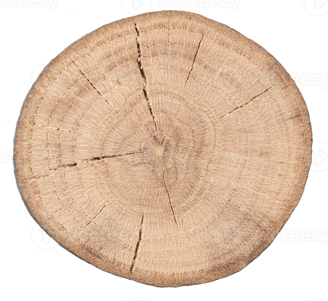 Wood slice cross section cut out png
