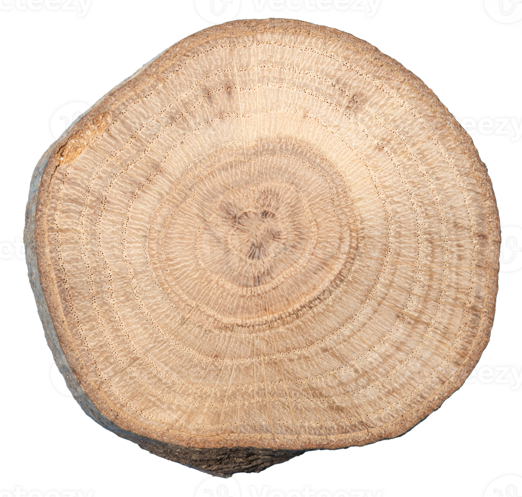 Wood slice cross section cut out png