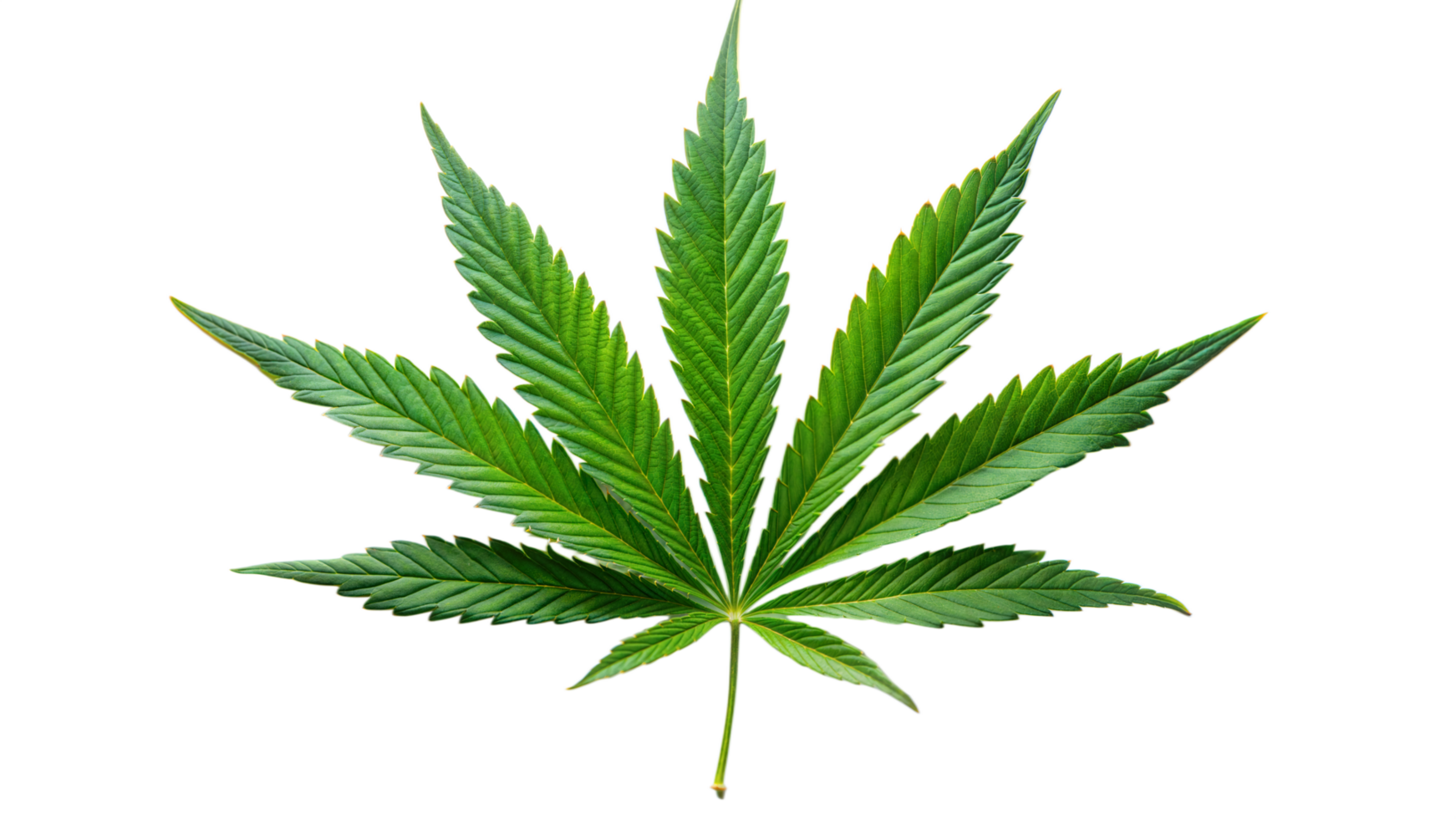 Cannabis Leaf on Transparent Background png