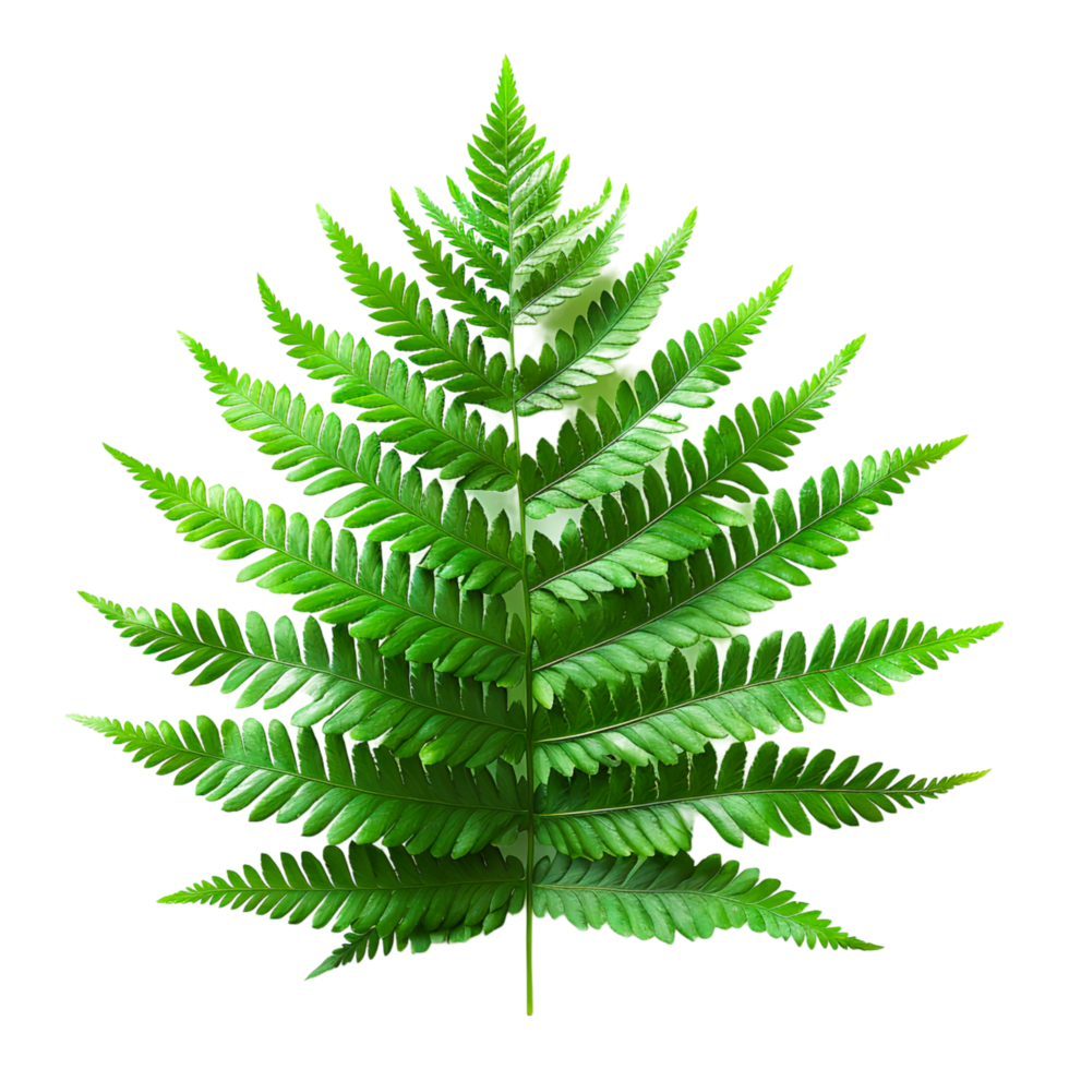 Plants and Houseplants for Home Decor and Plant Lovers png