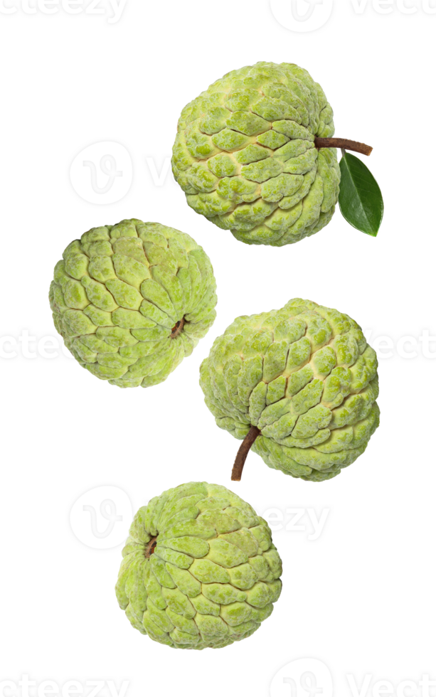 custard apple falling, cutout, full depth of field png