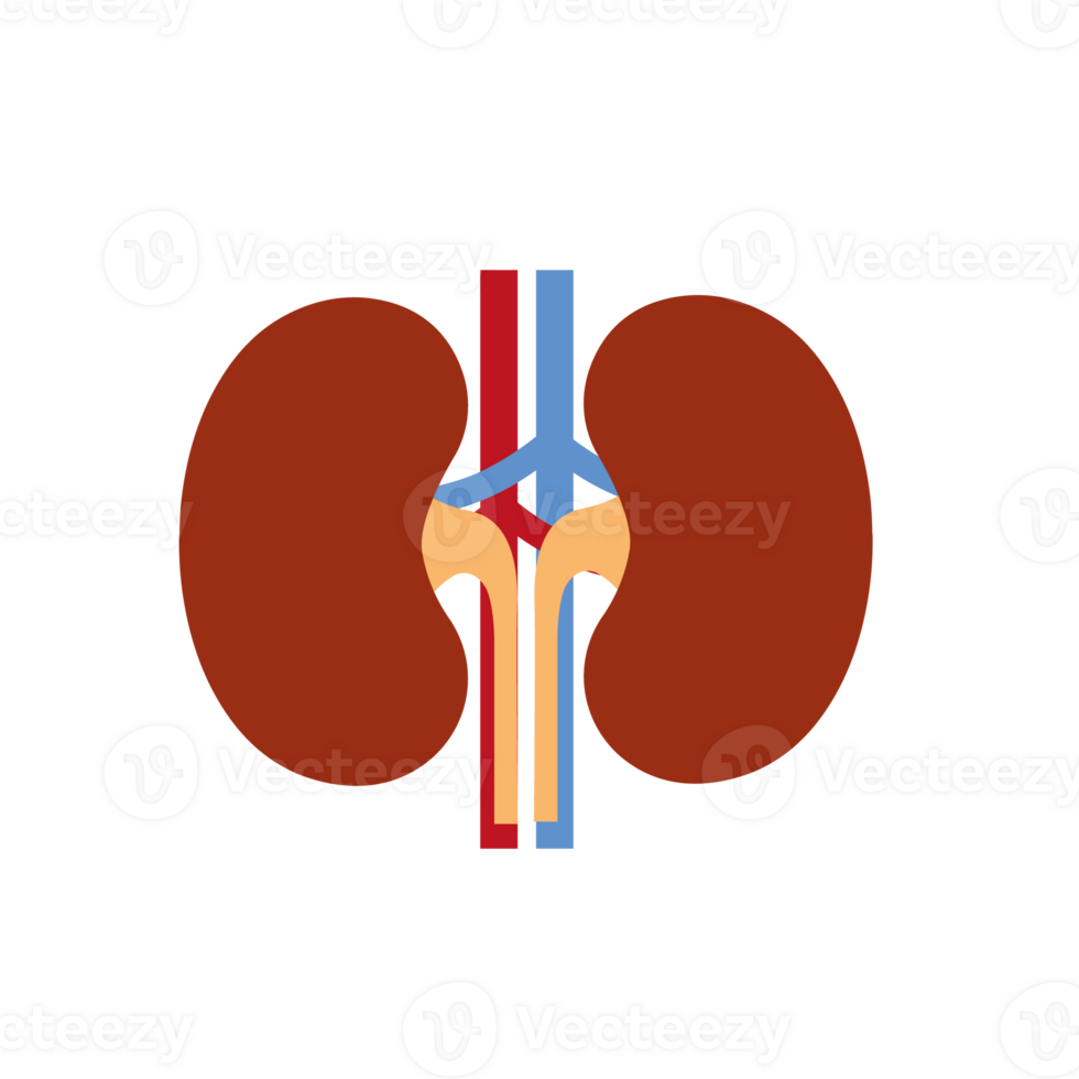 rim renal plano realista ícone. humano rim órgão ícone. anatomia urologia ou Nefrologia logotipo. png