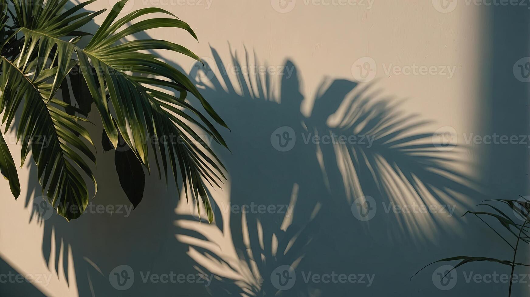 Tropical leaves shadow shade reflected on minimal wall background. . photo