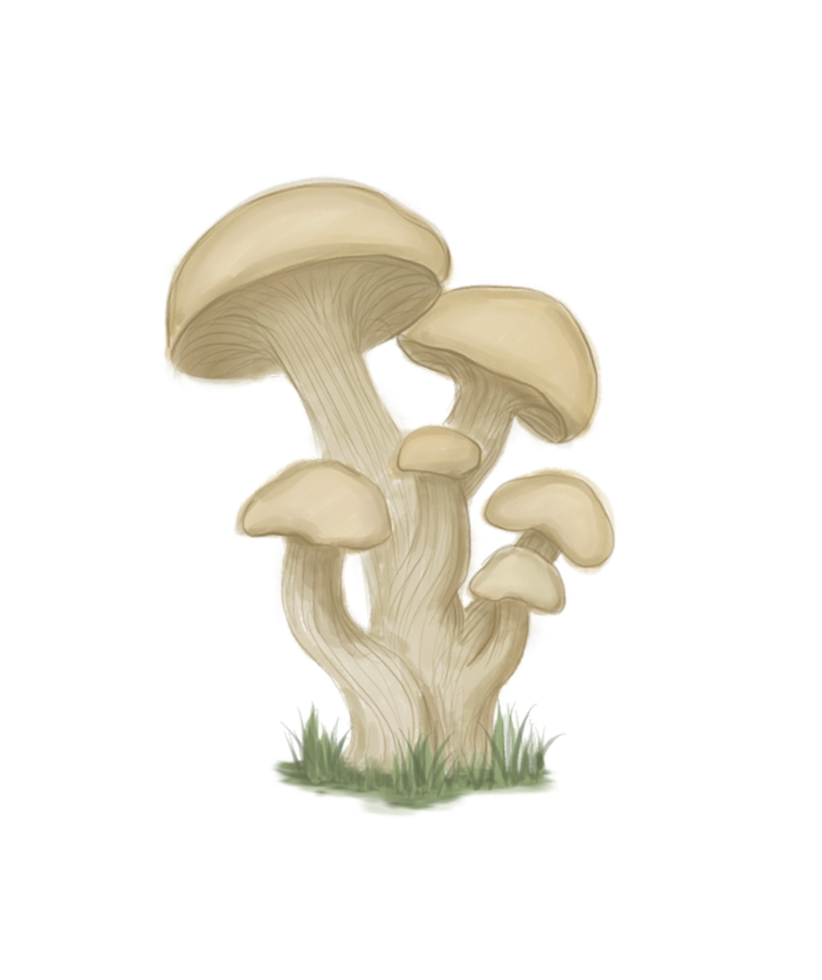 Fungus mushroom patch digital illustration png