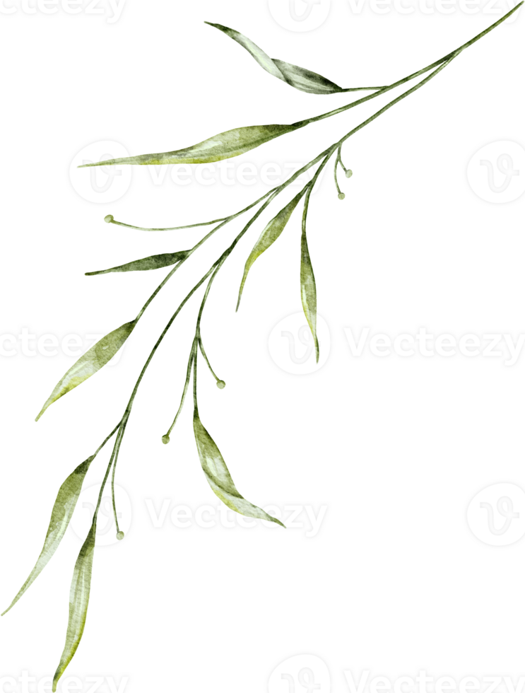 Watercolor botanical leaves branch png