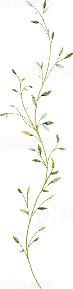 Watercolor botanical leaves branch png